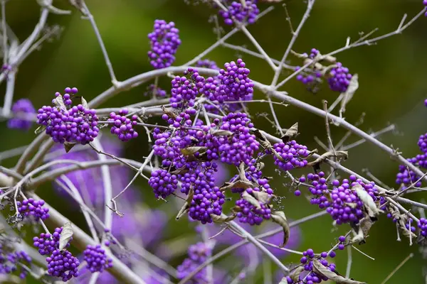 stock image Callicarpa bodinieri, or Bodinier's beautyberry, is a species of flowering plant in the genus Callicarpa of the family Lamiaceae. 