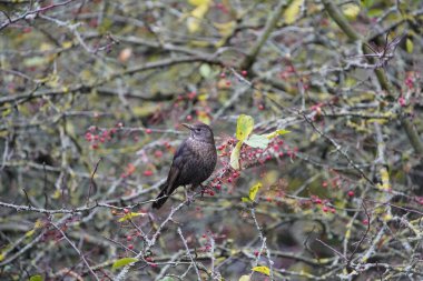 Karatavuk dişileri, Karatavuk (Turdus merula) gerçek bir ardıç kuşu türüdür..