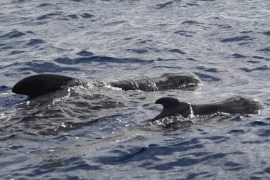 Uzun yüzgeçli pilot balina (Globicephala melas) büyük bir okyanus yunusu türüdür. Globicephala cinsi, kısa yüzgeçli pilot balina (Globicephala makrohnchus) ile aynıdır. Atlantik 'te, Kanarya Adaları' nın yakınında..