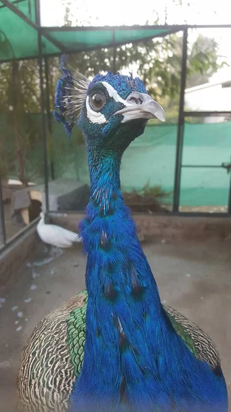 Krásný Acock Pták Ptákem — Stock fotografie