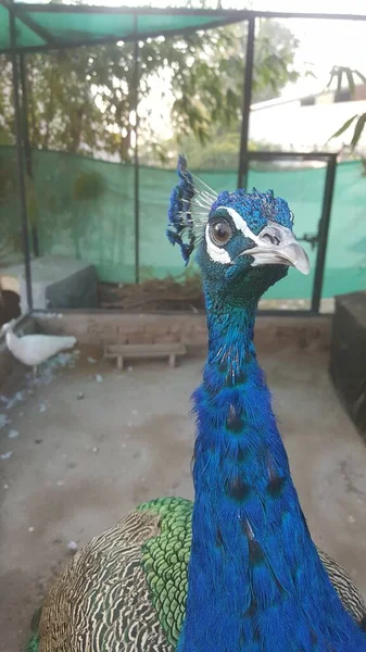 Peacock Feathers Farm — Stock Photo, Image