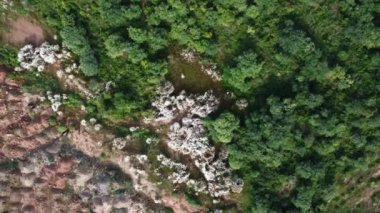 4k açılı orman manzarası