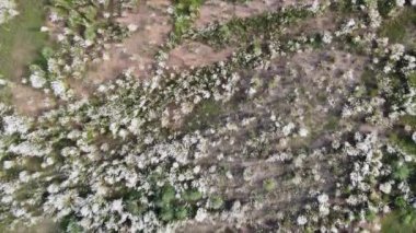 Güzel güneşli bir günde büyük bir yağmur ormanının üzerinde uçan drone. Rawalpindi, Punjab, Pakistan