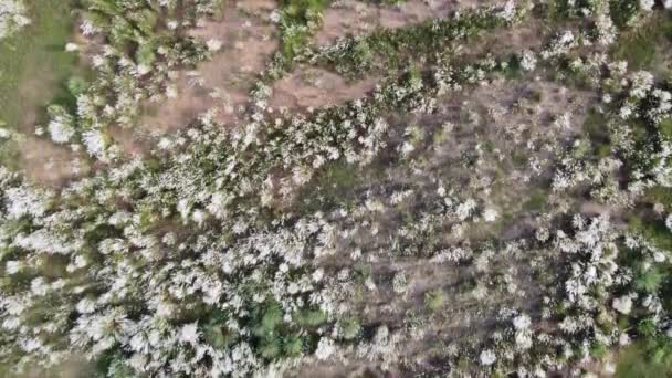 Drone Volando Sobre Gran Bosque Lluvioso Durante Hermoso Día Soleado — Vídeo de stock