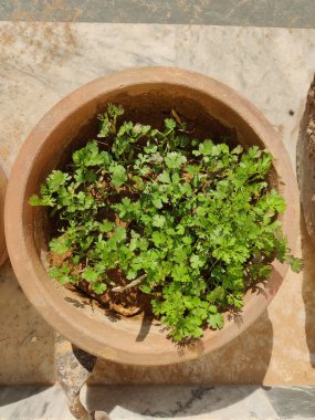 Sıcak güneş ışığı altında gelişen taze, yeşil kişniş dolu bir tencere. Narin yaprakları canlı ve hayat dolu. Güneş ışığı zengin yeşil rengi güçlendirir.,
