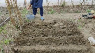 Gün boyunca tohum ekmeden önce, bahçıvan bir kürekle toprağa bir çizgi oluşturur..