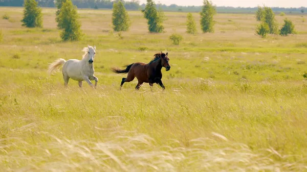 Cavalos Brancos Castanhos Galopam Pelo Pasto Após Outro Com Jubas — Fotografia de Stock
