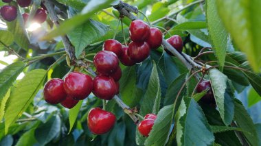 Kırmızı sulu kirazlar yakın plandaki bir dalda sallanıyor.