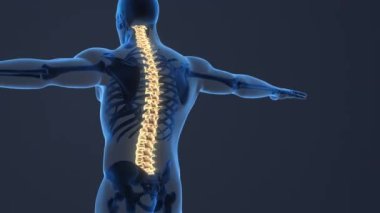 Painful sacral and cervical medical background