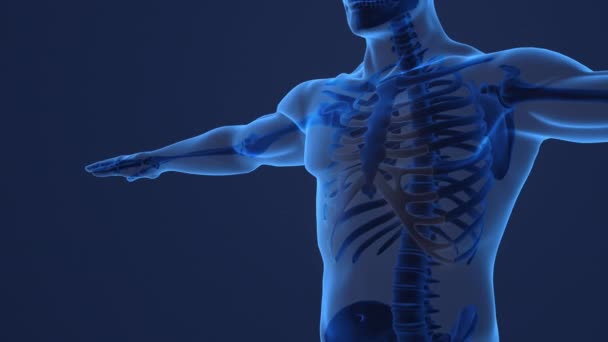 Human Skeleton Anatomy Costal Cartilage — Stockvideo