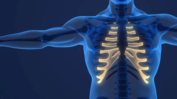 Human Skeleton Anatomy Costal Cartilage — Φωτογραφία Αρχείου