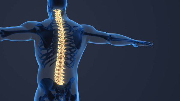 Painful sacral and cervical medical background.