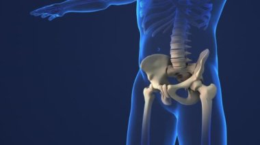 painful pelvis and cervical medical background