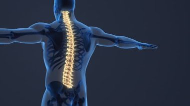painful sacral and cervical medical background.