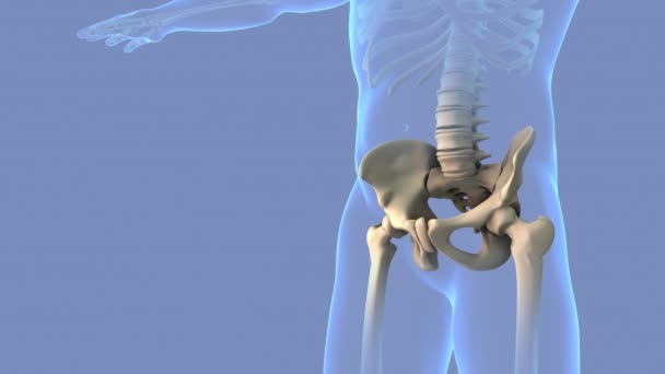 Painful Pelvis Cervical Medical Background — Wideo stockowe