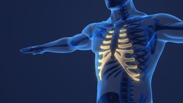 Human Skeleton Anatomy Costal Cartilage — Vídeos de Stock