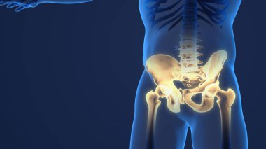 painful pelvis and cervical medical background