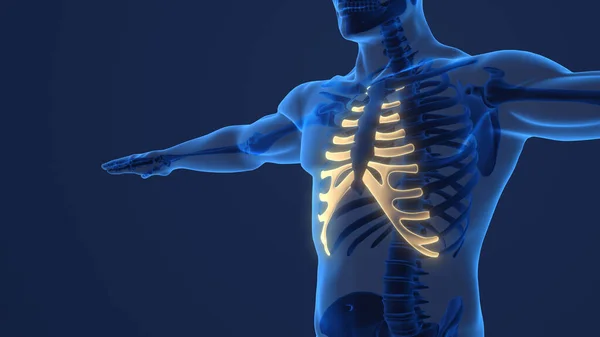 Human Skeleton Anatomy Costal Cartilage —  Fotos de Stock