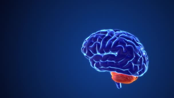 Mentale Operaties Van Hersenen Geanimeerd — Stockvideo
