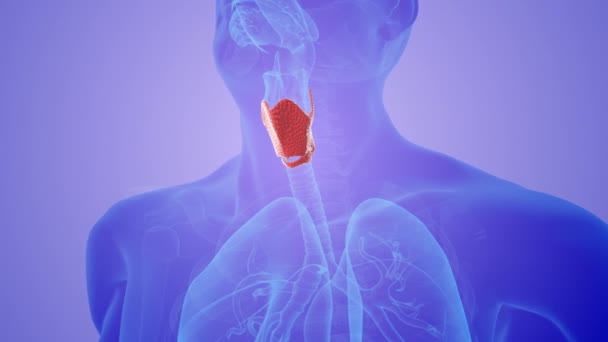 Thyroïde Humaine Antécédents Médicaux — Video