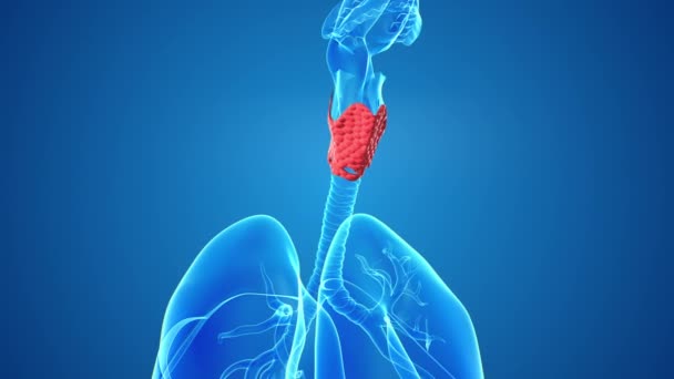 Медицинская Концепция Щитовидной Железы Человека — стоковое видео