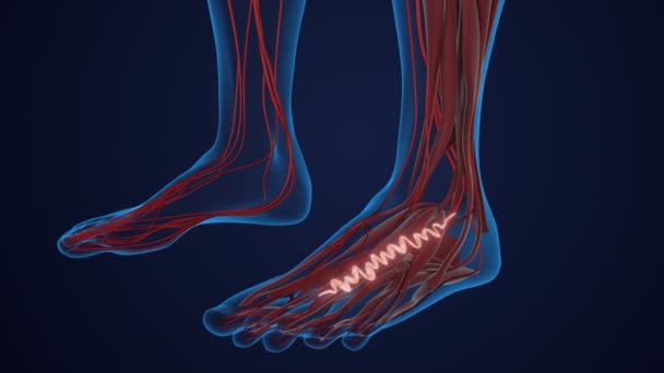 足の静脈における人間の静脈の概念 — ストック動画