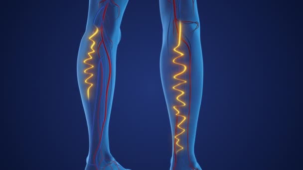 Beine Mit Verdrehten Vergrößerten Krampfadern — Stockvideo