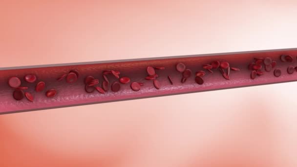 Circulación Células Sanguíneas Las Venas — Vídeo de stock