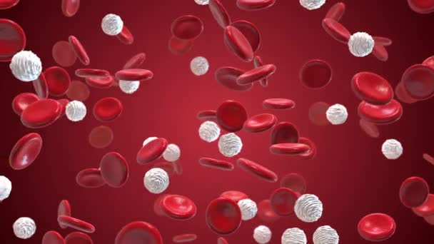 动脉中的红血球和白细胞 — 图库视频影像