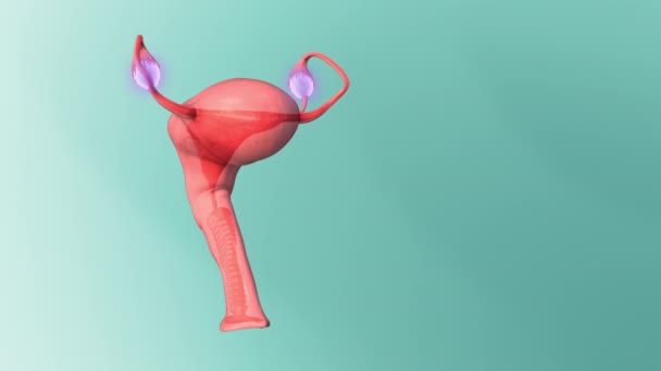女性の生殖システムにおける卵巣 — ストック動画