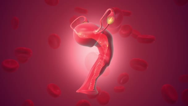 Células Sanguíneas Com Overies Sistema Reprodutivo Feminino — Vídeo de Stock