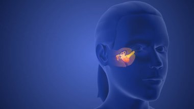 3D Medical animation of the ear anatomy clipart