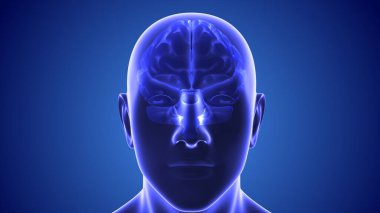 İnsan beyninin tıbbi konsepti