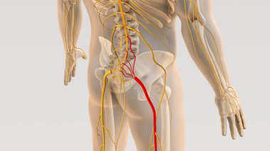 Sciatica spine and nerve pain medical concept clipart