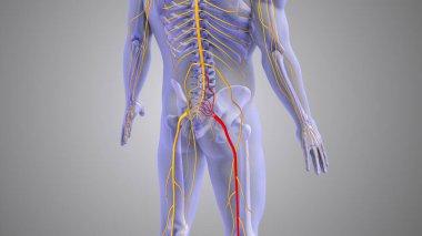 Sciatic nerve pain medical concept clipart