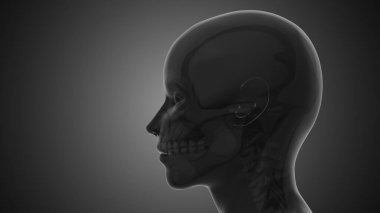 Masticatory ve boyun-omuz mu kas tetikleyici noktalarından kaynaklanan ağrı