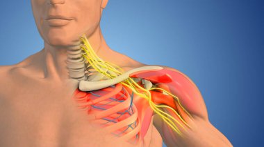 Brachial plexus nerve network in the shoulder structure clipart