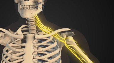 Brachial plexus network of nerves in the shoulder structure clipart