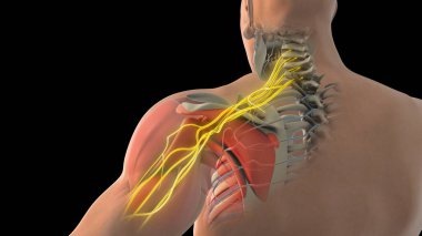 The network of brachial plexus nerves in the shoulder structure clipart