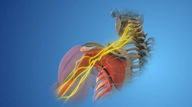 The network of brachial plexus nerves in the shoulder structure clipart