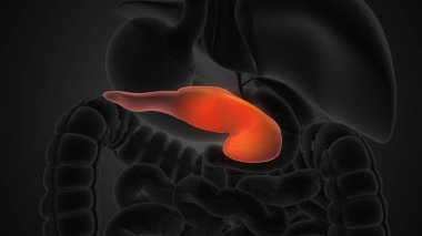Human pancreas anatomy medical background clipart