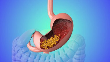 3D animation of the human digestive system clipart