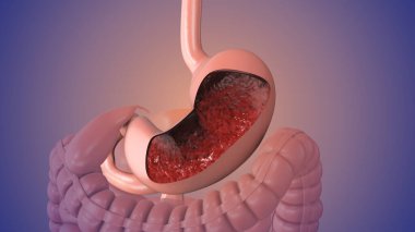 Animation of the human digestive system clipart