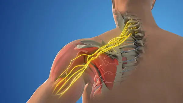 stock image The network of brachial plexus nerves in the shoulder structure