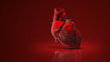 Medical animation of the human heart clipart