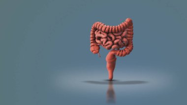 İnsan sindirim sistemi tıbbi animasyonu