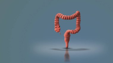 Kalın bağırsak olarak bilinen kalın bağırsak.