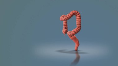 Kalın bağırsak olarak bilinen kalın bağırsak.