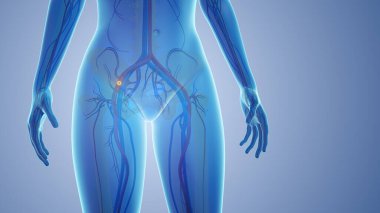 Periferik sinir tıkanıklığı.