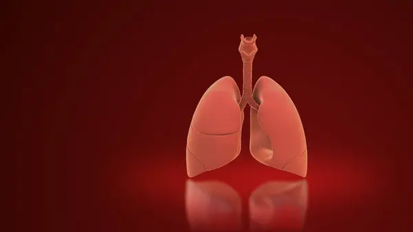 Pulmões Humanos Sistema Respiratório Fundo Abstrato — Fotografia de Stock